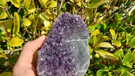 purple amethyst cluster, green leaves in the background