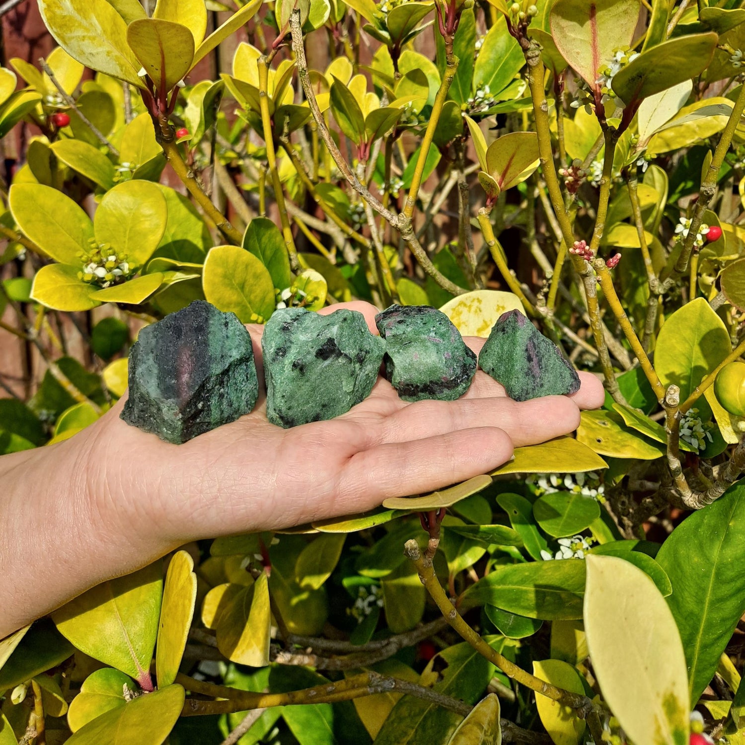 4 chunks green and red of ruby zoisite shown on a hand, green leaves in the background