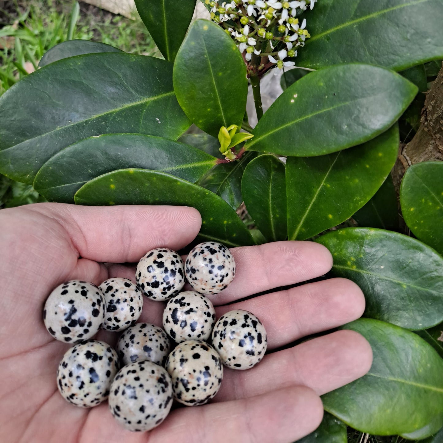 Dumi's Crystals | Dalmatian Jasper Mini Spheres (20mm) | A collection of captivating Dalmatian Jasper Mini Spheres, each with a unique distribution of black spots on a creamy white base. These 20mm spheres are believed to promote joy, positivity, a sense of wonder, and a connection with nature. Perfect for meditation, crystal grids, or carrying with you throughout the day.