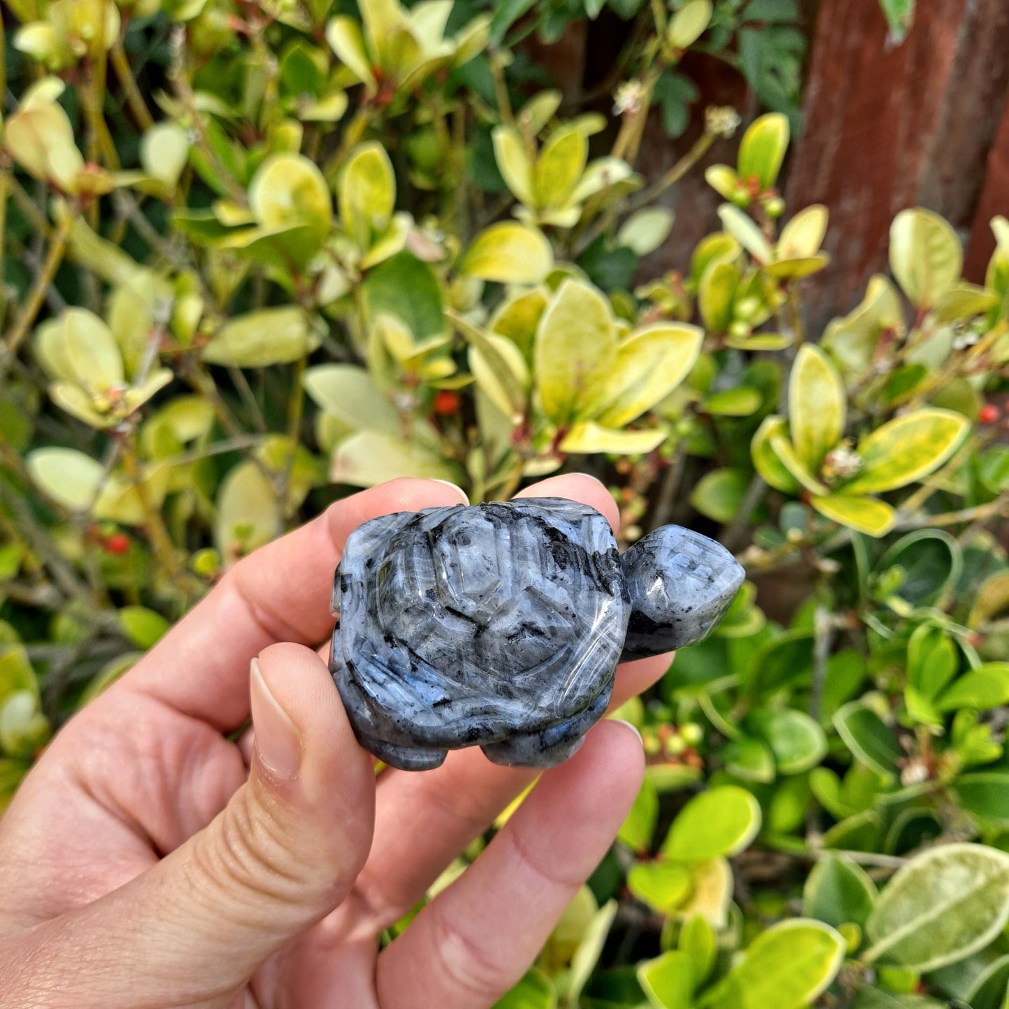 larvikite healing crystals hand carved tortoise dumiscrystals