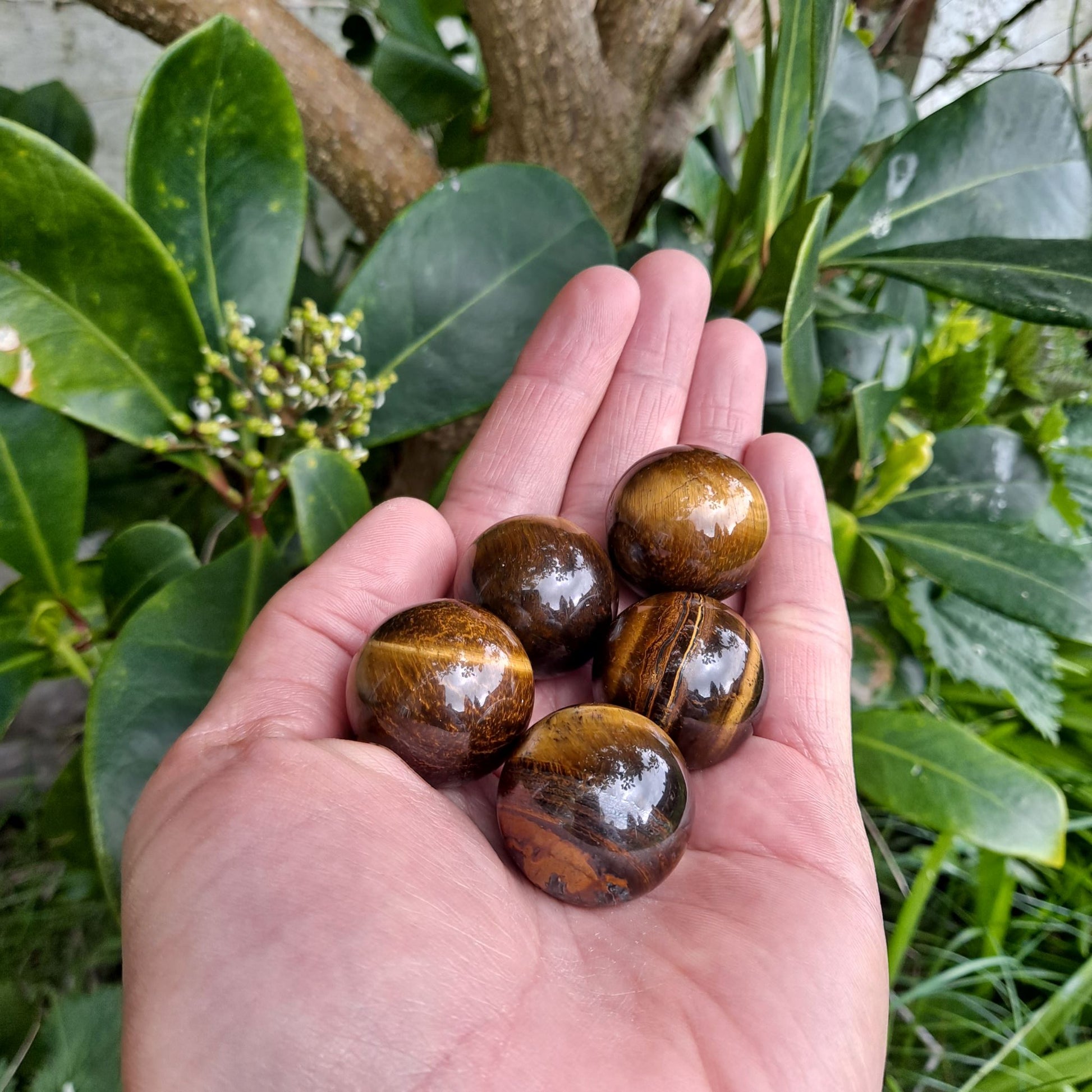 Dumi's Crystals | Tiger's Eye Spheres (25mm) | A collection of captivating Tiger's Eye Spheres (25mm), each displaying variations in their golden and brown hues. These substantial spheres offer a striking presence, perfect for meditation, crystal grids, or adorning your altar.