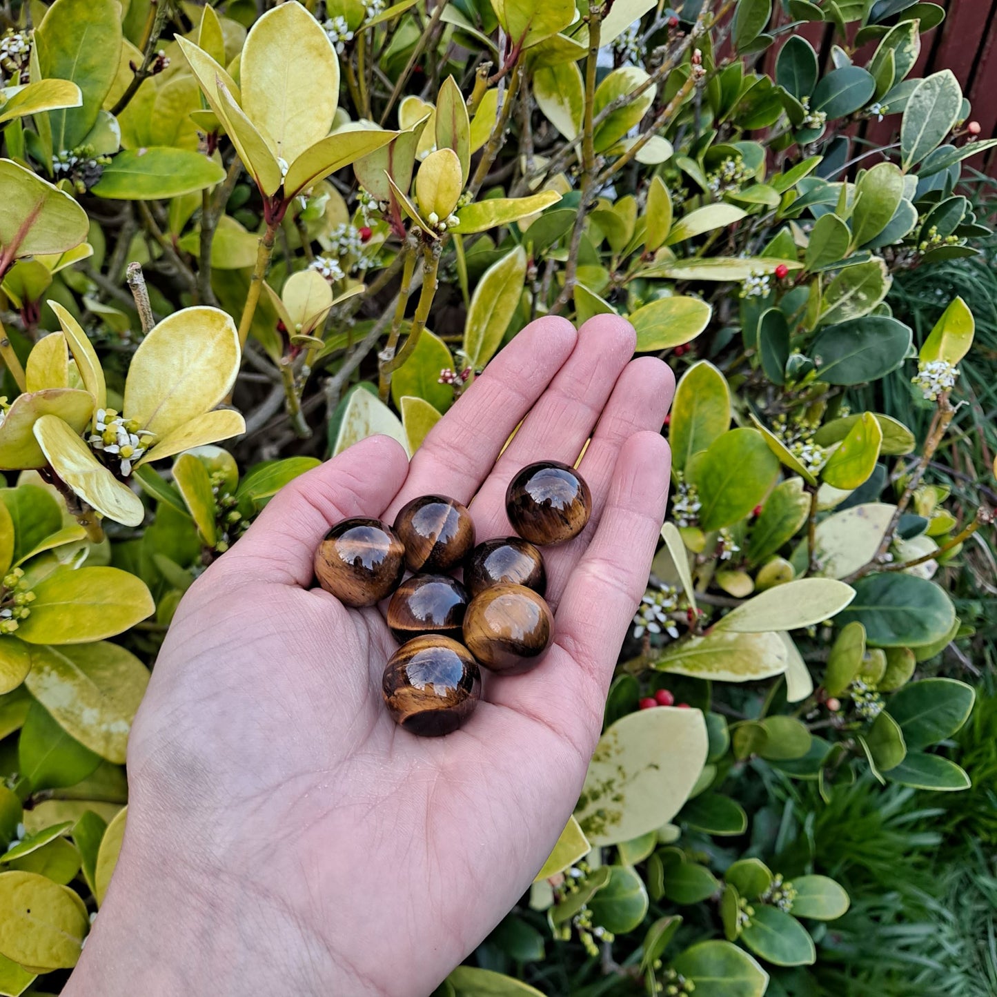 Dumi's Crystals | Tiger's Eye Mini Spheres (20mm) | A collection of captivating Tiger's Eye Mini Spheres (20mm), each displaying variations in their golden and brown hues. These spheres are perfect for carrying with you, using in meditation, or creating crystal grids to enhance strength, confidence, and focus.