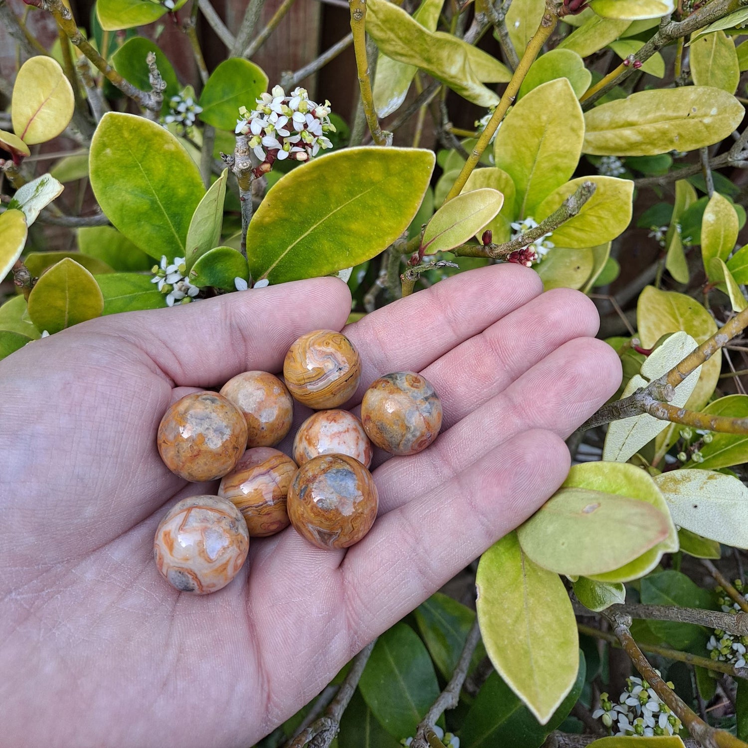 mini crazy lace agate spheres shown on a hand, green leaves in the background