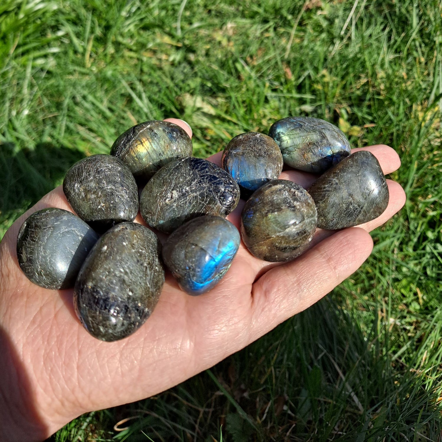 on a hand labradorite tumbled crystals, green grass in the background 