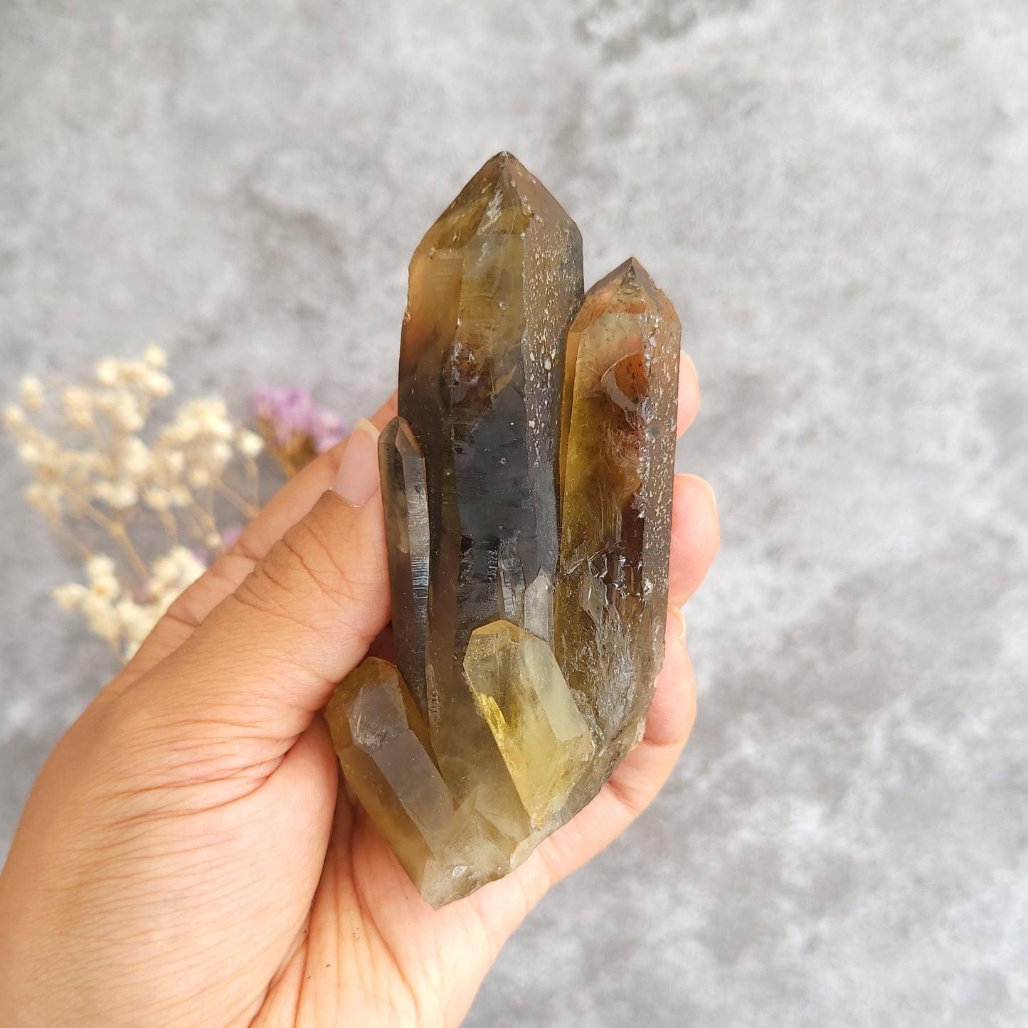 A hand holding a irradiated smoky quartz crystal cluster with multiple pointed tips, set against a textured gray background with small dried flowers in the corner.