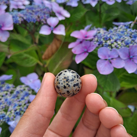 Dumi's Crystals | Dalmatian Jasper Mini Sphere (20mm) | A close-up view of a captivating Dalmatian Jasper Mini Sphere, showcasing its unique black spots on a creamy white base. This 20mm sphere is believed to promote joy, positivity, and a sense of childlike wonder. It's also thought to foster a grounding connection to the present moment and encourage a positive outlook on life.