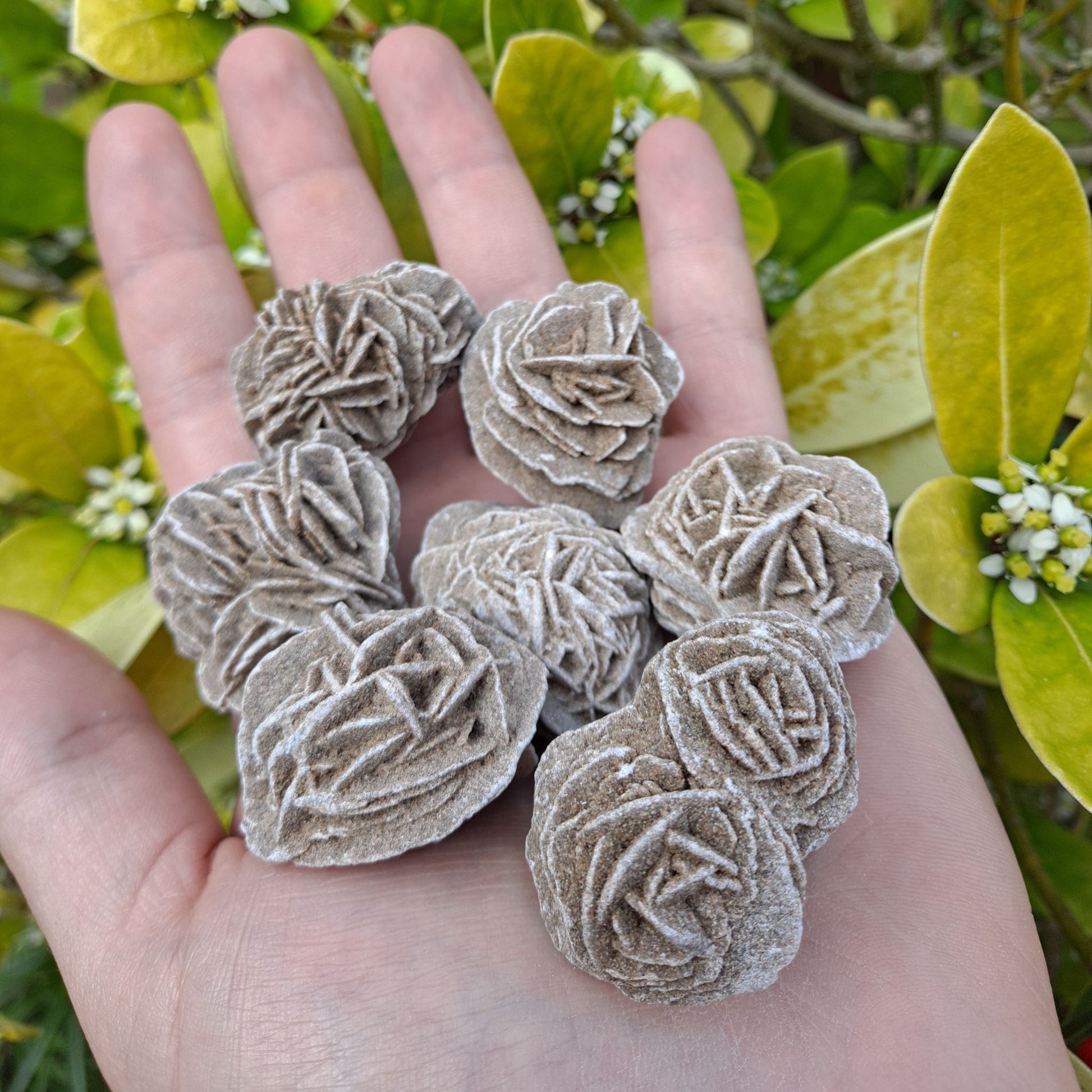 desert rose selenite rough stone crystal dumiscrystals